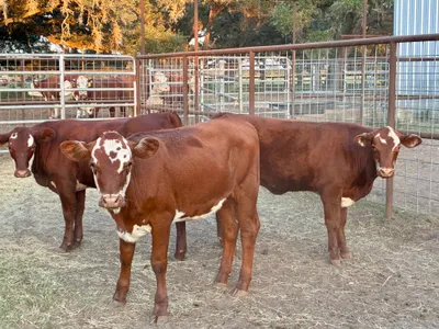 cattle listing photo