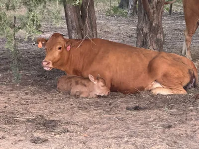 cattle listing photo