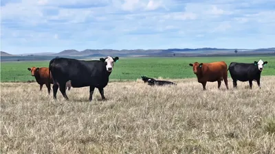 cattle listing photo