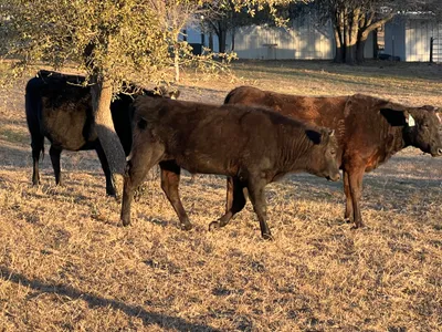 cattle listing photo