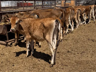 cattle listing photo