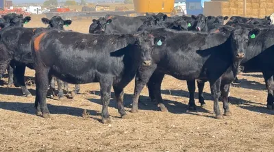 cattle listing photo