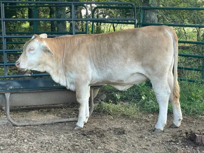 cattle listing photo
