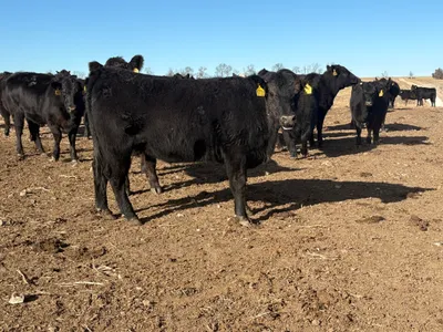 cattle listing photo