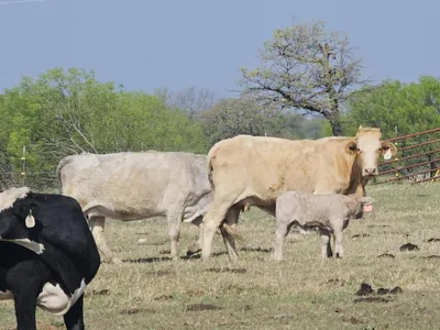 cattle listing photo