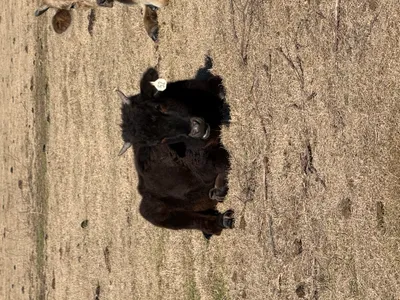 cattle listing photo