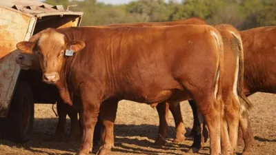 cattle listing photo