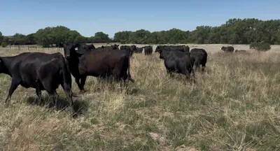 cattle listing photo
