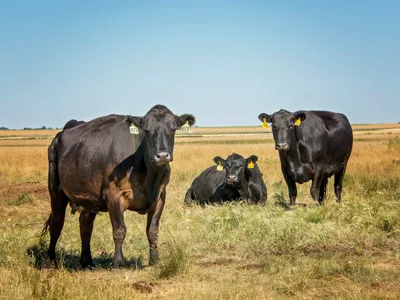 cattle listing photo