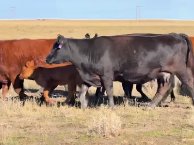 cattle listing photo