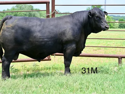 cattle listing photo