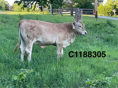 cattle listing photo