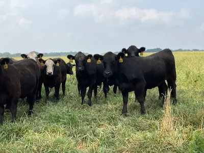 cattle listing photo