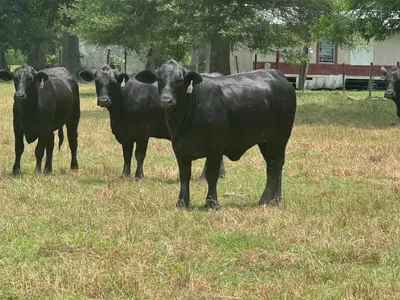 cattle listing photo