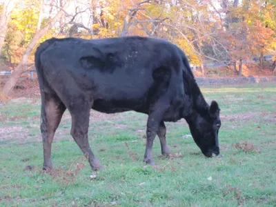 cattle listing photo