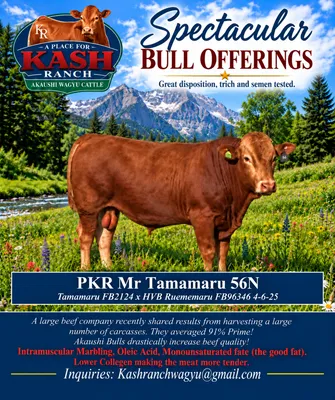 cattle listing photo