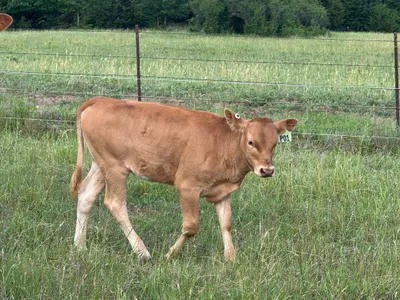 cattle listing photo