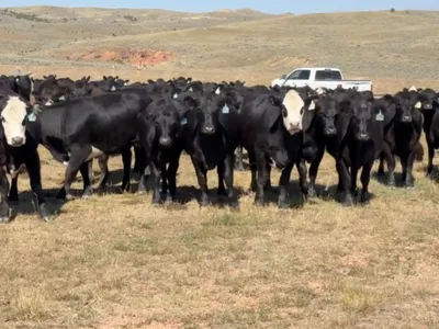 cattle listing photo