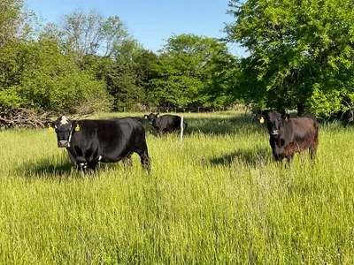 cattle listing photo