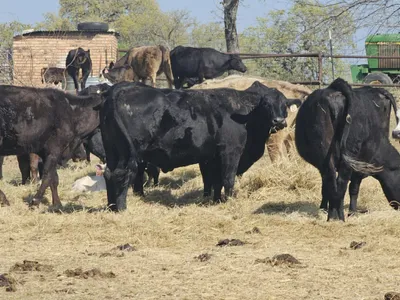 cattle listing photo