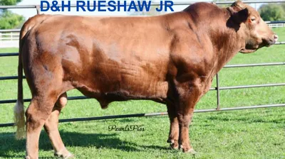 cattle listing photo