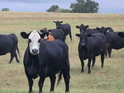 cattle listing photo