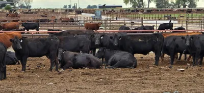 cattle listing photo