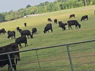 cattle listing photo