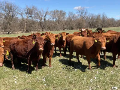 cattle listing photo