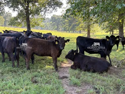 cattle listing photo