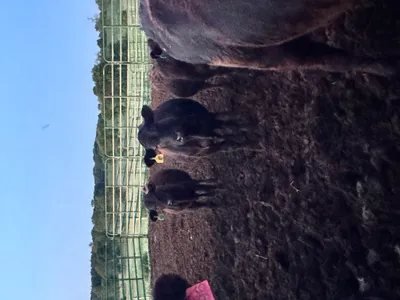 cattle listing photo