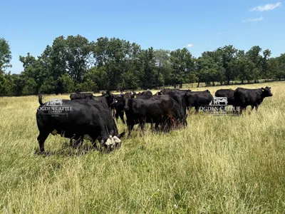 cattle listing photo