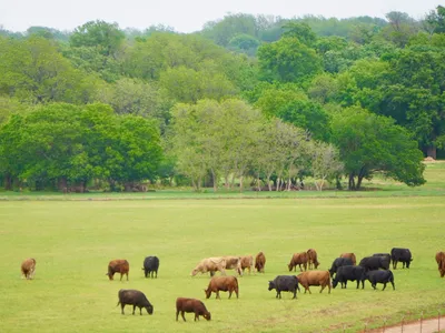 cattle listing photo