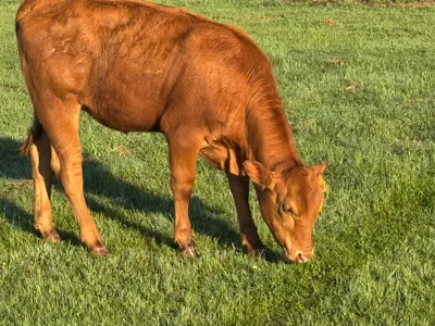 cattle listing photo