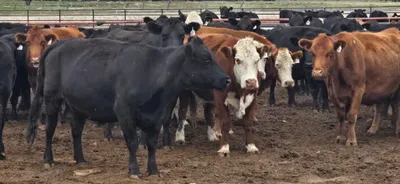 cattle listing photo