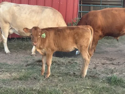 cattle listing photo