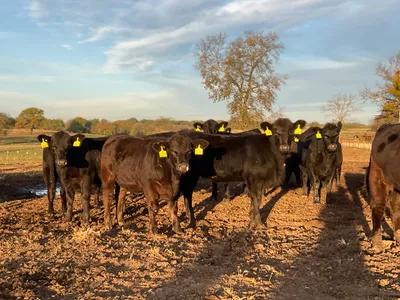 cattle listing photo