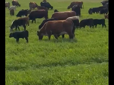 cattle listing photo