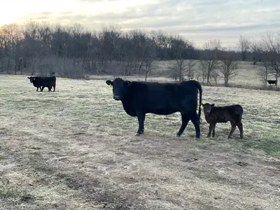 cattle listing photo