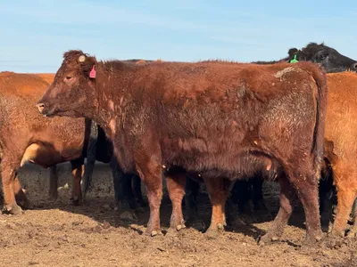 cattle listing photo