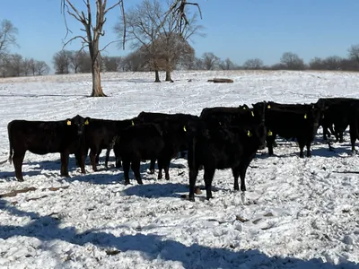 cattle listing photo