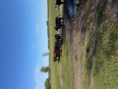 cattle listing photo