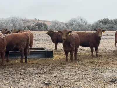 cattle listing photo