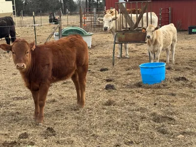 cattle listing photo