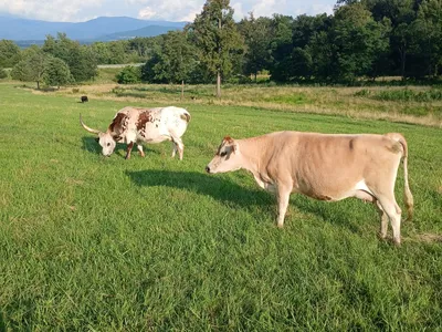 cattle listing photo