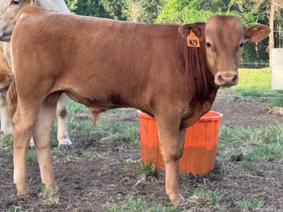 cattle listing photo