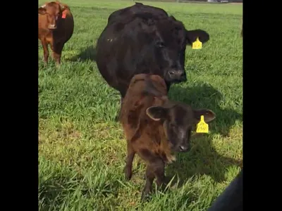 cattle listing photo