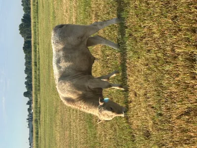 cattle listing photo