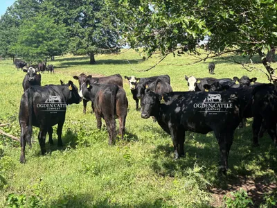cattle listing photo