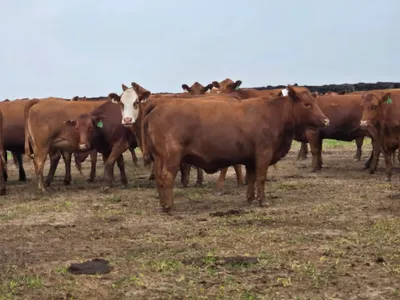 cattle listing photo
